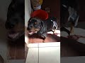 #usa #mexico #puppy #love #rottweiler #dog #perro #perros #pets #mascotas #humor