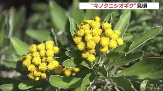「キノクニシオギク」の黄色い花が見頃　海岸近くの岩場に群生　三重・熊野市 (21/11/23 11:40)