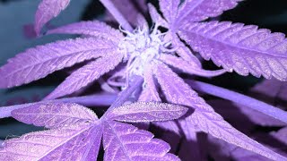OUTDOOR CANNABIS GROWN ORGANICALLY  First Time Grower vlog! (SUN GROWN)Medical+Cannabis