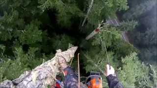 Fir Tree Topping at over 200 ft
