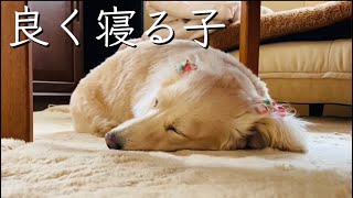 【解説付き】よく寝る犬の日常 by めるちゃんネル 274 views 11 months ago 3 minutes, 15 seconds