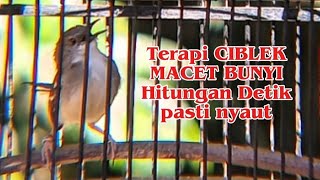 Suara panggilan ciblek ciet cieet cieet manggil ciblek lain agar ikut bunyi