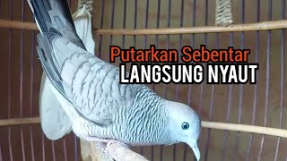 Perkutut lokal gacor Nguwor Suara Bagus untuk pancingan Perkutut Susah Bunyi