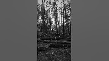 This is Bad #forest #deforestation #viral #shorts #reels