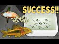 Breeding GOLD LASER CORYDORAS - Over 100 Fry!