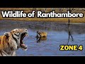 The beautiful zone 4 of ranthambore tiger reserve  saw my best wildlife  ranthambore safari