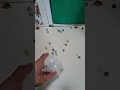 ASMR Rolling Marble sounds #shorts #asmr
