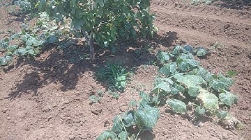 Intercultural Operations