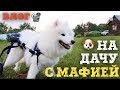 Открыли с мохнатыми дачный сезон) Влог.