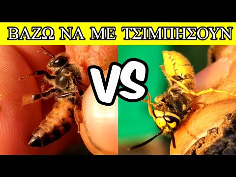 Βασίλισσα Μέλισσα VS βασίλισσα Σφήκα