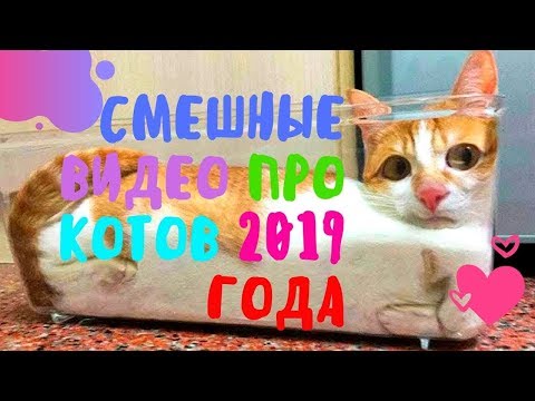Смешное про котов