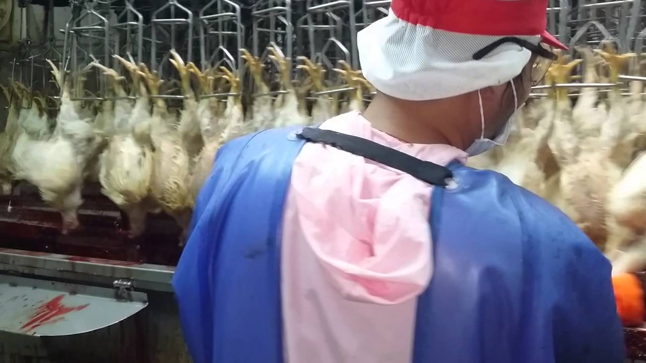 Pabrik penyembelih ayam modern 