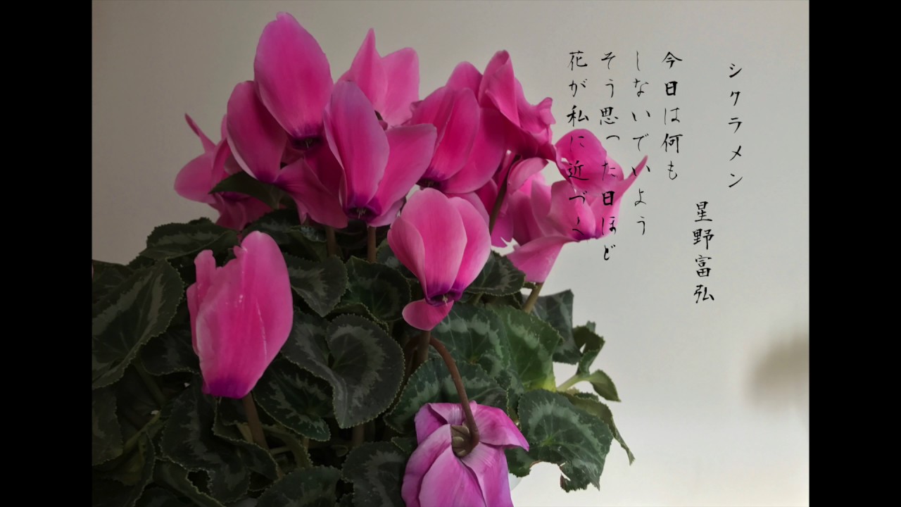 楽譜 シクラメン 混声合唱 合唱譜 歌雲界 楽譜 Elise