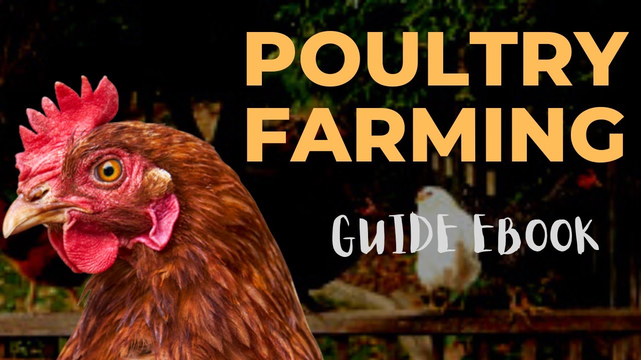 literature review on poultry farming pdf