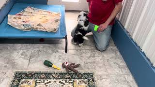 Mini Sheepadoodle Puppies For Sale - Prairie Hill Puppies