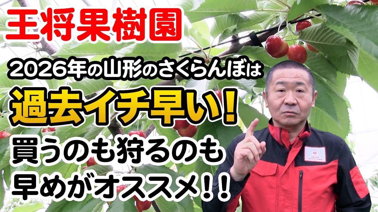 2026 Yamagata Cherries Are the Earliest Ever! Get Them or Pick