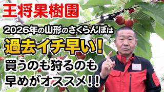 2026 Yamagata Cherries Are the Earliest Ever! Get Them or Pick
