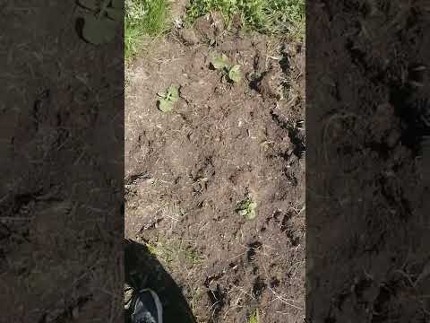 Тыква и кабачки