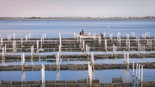 N. Sea Oyster Company