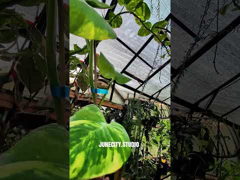 Golden Pothos cuttings