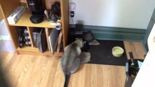 Cat outsmarts the automatic feeder