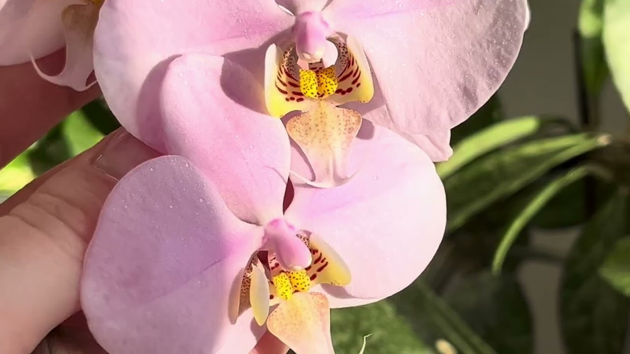 Огляд квітування 🌸 Строкатолистні #орхідеї 🌿 #phalaenopsis #orchid #flowers #plants #garden 