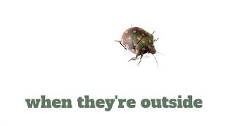 Ace Exterminating Pest Control