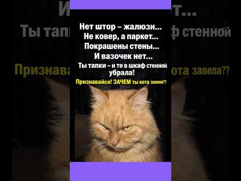 Кот недоволен #юмор #смех #приколы #shorts #funny