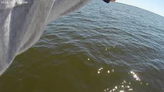 Poor man's tarpon