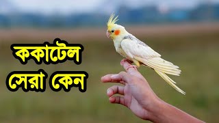 বেস্ট টকিং ককাটিয়েল | ককাটেল পাখির দাম, পালন পদ্ধতি ও আয় ব্যয় | Best Talking Cockatiel