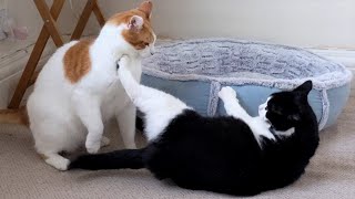 Cat Fight