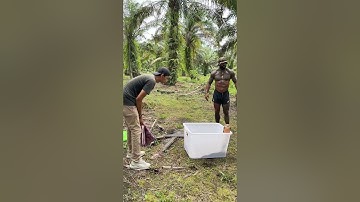 Keluarin u1ar king cobra Antaboga di depan tarzan America  #snake #ularkasur #cobra #ularbesar