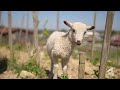 🌱 Le groupe DEPHY Viticulture - Vallée du Rhône Nord 🌱