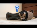 爪研ぎの使い方が間違ってる子猫【猫動画】#Shorts