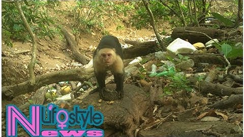 A Group Of Monkeys In Panama Has Just Entered The Stone Age