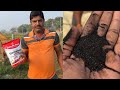 EP140 | Broadcasting Fertiliser for 21 Days old RNR 15048 Paddy to get More Tillers | Naiwik Farms