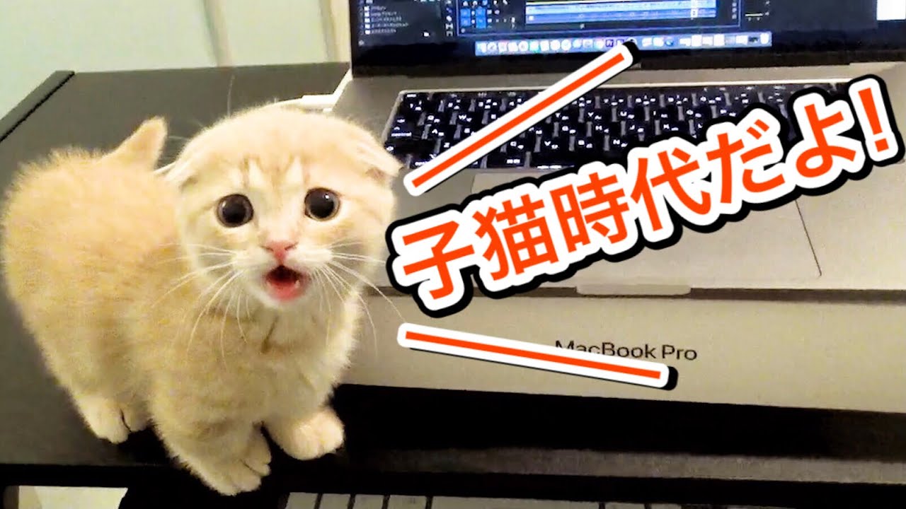 生後2ヶ月の短足猫が可愛すぎたのでまとめてみた【マンチカン】 - YouTube