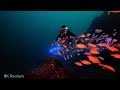 8K Night Dive in the Deep Ocean | Mysterious Underwater World Lit by a Diver’s Torch
