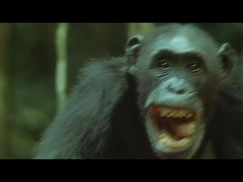 Chimps Set Up an Ambush for Monkeys | Trials Of Life | BBC Earth