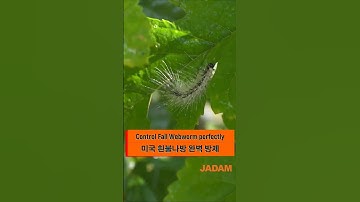 미국흰불나방 완벽방제 Control Fall Webworm perfectly #미국흰불나방