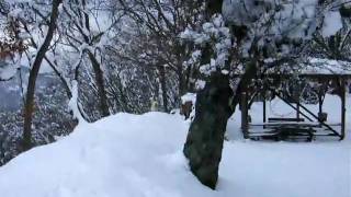 わんこと雪山歩き☆山頂からの眺め☆（北海道犬　サルーキ）