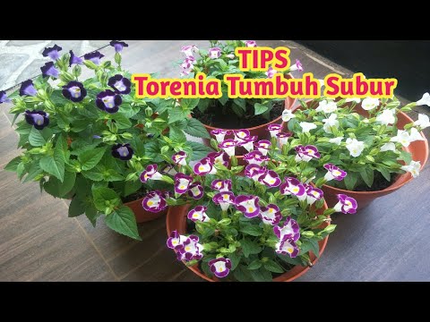 Video: Bunga Wishbone Torenia: Maklumat Menanam Dan Penjagaan Tumbuhan Wishbone