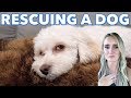 EMOTIONAL DOG RESCUE | PREPARING TO BABYSIT THE BINGHAM KIDS | RESCUING A HOMELESS AND STARVING DOG