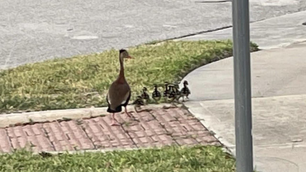 Round Rock firefighters rescue ducklings from storm drain - YouTube
