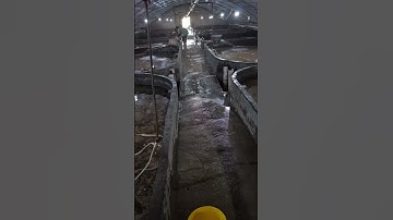 Công nghệ RAS đang thật sự thay đổi cả ngành nuôi trồng thủy sản