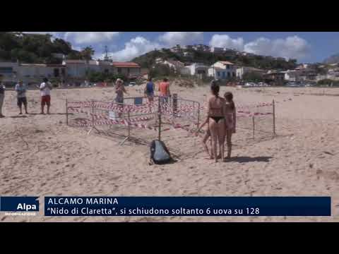 Alcamo Marina. "Nido di Claretta", si schiudono soltanto 6 uova su 128