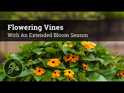 Vídeo: Summer Blooming Vine Choices - Selecionando vinhas que florescem durante todo o verão