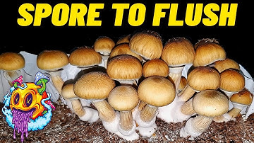 Spore To Flush - Uncle Ben