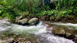 Magical sounds of the forest, peaceful stream sound, Peaceful Stream in the Forest, Pleases the Soul