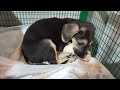 Что происходит в приюте?_rescue animal shelter